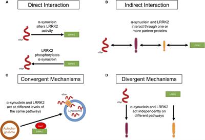 LRRK2 and α-Synuclein: Distinct or Synergistic Players in Parkinson’s Disease?